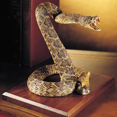 Authentic Rattlesnake - Creations and Collections