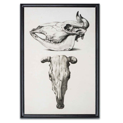 Cow Skull Framed Art - Creations and Collections