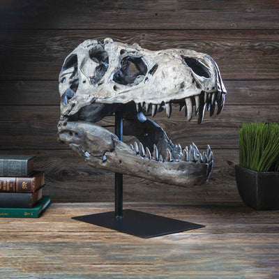 Large T-Rex Skull - Creations and Collections
