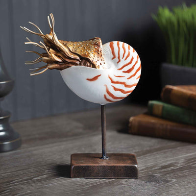 Small Nautilus - Creations and Collections